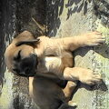 Kangal