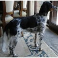 Engelse Setter