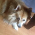 Keeshond, Middenslag