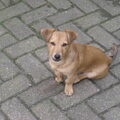 Jack Russell Terrier