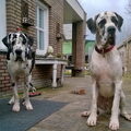 Duitse Dog