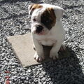 Old English Bulldog
