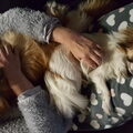 Lilly en Chanel worden vriendinnetjes 