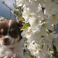 Chihuahua, langhaar