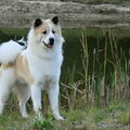 Thai Bankaew Dog
