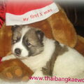 Thai Bankaew Dog