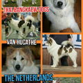 Thai Bankaew Dog