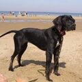 Engelse Pointer
