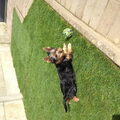 Silky Terrier