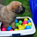Bouvier