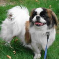 Pekingees