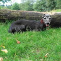 Whippet