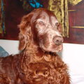 Ierse Setter
