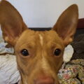 Podenco Andaluz