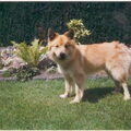IJslandse Hond