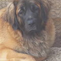 Leonberger
