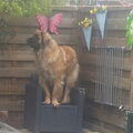Leonberger