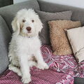 Labradoodle