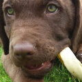 Chesapeake Bay Retriever