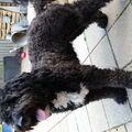 Labradoodle