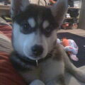 Siberian Husky