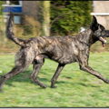Hollandse Herdershond, korthaar