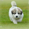 Pyreneese Berghond
