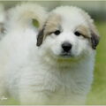Pyreneese Berghond