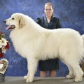 Pyreneese Berghond