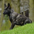 Hollandse Herdershond, korthaar