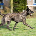 Hollandse Herdershond, korthaar