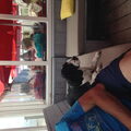 Engelse Springer Spaniel