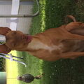 Podenco Andaluz