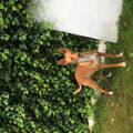 Podenco Andaluz