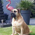 Boerboel