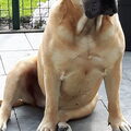 Boerboel