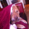 Shar Pei