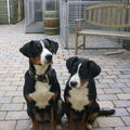 Appenzeller Sennenhond