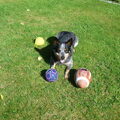 Australian Cattle Dog