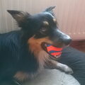 Border Collie