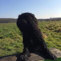 Barbet