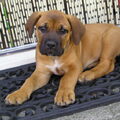 Boerboel