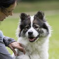 Thai Bankaew Dog