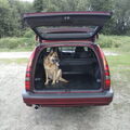 Duitse Herder