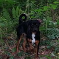 Foxterrier, gladhaar