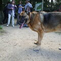 Duitse Herder