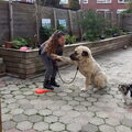 Kangal