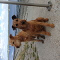 Ierse Terrier