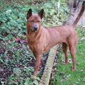 Thai Ridgeback