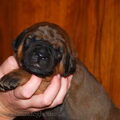 Malizi Doghouse Tosa inu